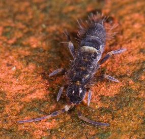 I'm a Springtail and so small that I don't need that fancy trachea equipment.  PC: Mvuijlst (CC BY-SA 3.0)