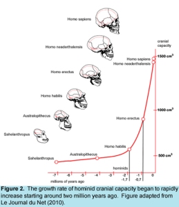 Brain Sizes in Human Evolution