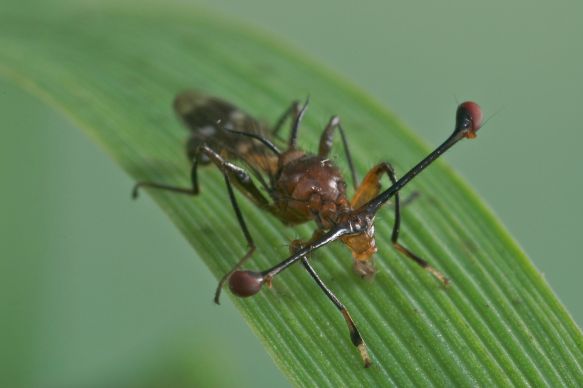 Stalk Eyed Fly PC: Rob Knell (CC By SA 2.5)