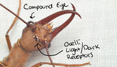 This Dobsonfly has both compound eyes and ocelli. (Neuroptera: Corydalidae) PC: Nancy Miorelli