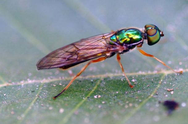 A Soldier Fly. The dorsal top half acts as a pair of sunglasses. PC: Eddie Smith
