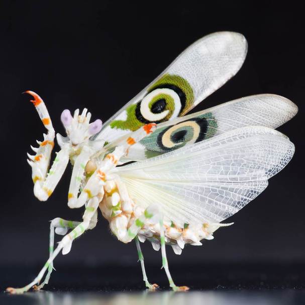 Spiny flower mantis