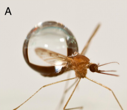 Raindrop size in relation to a mosquito.  PC: Dickerson et al. 2012
