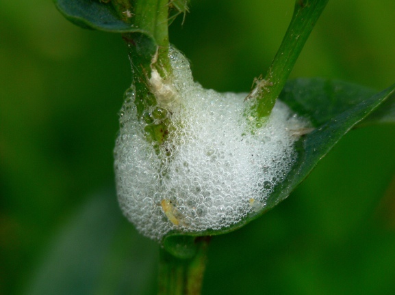 Spittlebug Spit - but you know, it isn't actually spit.  PC: Brad Smith (CC by NC 2.0)