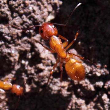 A red carpenter ant, Camponotus castaneus. This common species is sometimes confused for fire ants. Compare this species to the pictures in the link above.