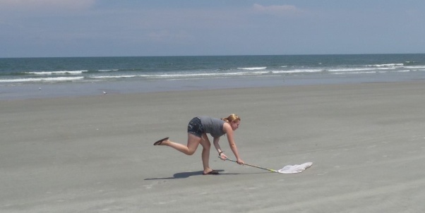 My friend Liz studies the Southern Beach Tiger Beetle and is collecting samples. 