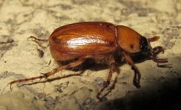 Cyclocephala sp, also known as the Masked Chafer, is one of the more common June Beetles.  Picture courtesy of K Schneider via Flikr License info: CC-BY-NC 2.0 