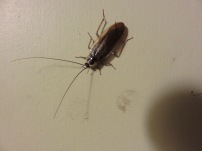 Cockroach found in Joe's apartment last week. Is it a problem? Read on to find out! Picture credit: Joe Ballenger