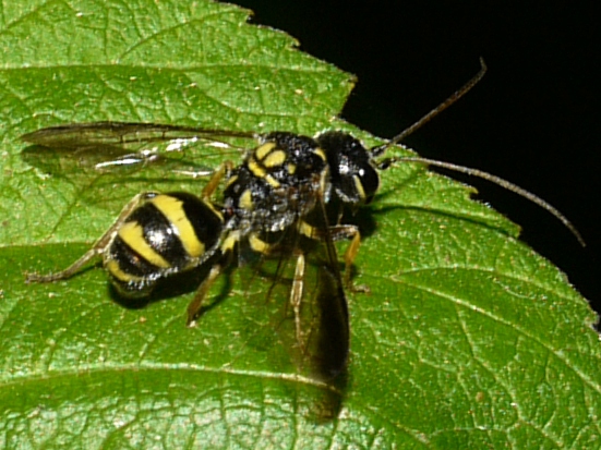 wasp life cycle wikipedia