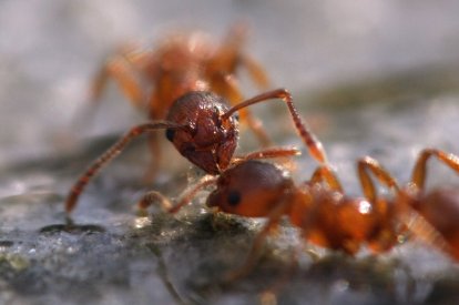 Ants 'talk' to one another by tapping each other with their antennae, and this picture shows two ants having a pleasant conversation. Picture credit: Dzlpl, via Flikr. License info: CC-BY-SA 2.0