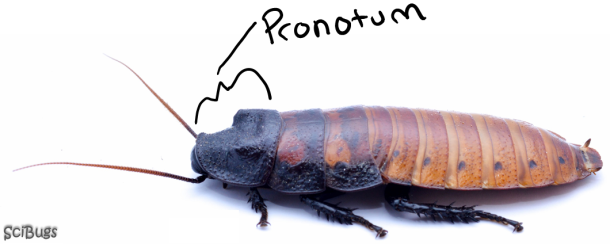 The pronotum in cockroaches is hardened and covers to the head to protect it.  PC: Nancy Miorelli 