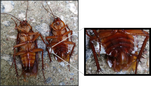 These cockroaches were dead prior to the initiation of the experiment.  The female American Cockroach (right) sustained falling damage. 