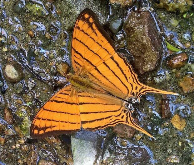 Puddling butterfly in the Maquipucuna Ecolodge in Ecuador. 