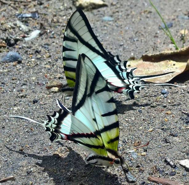 Puddling swallowtails. PC: Nancy Miorelli 