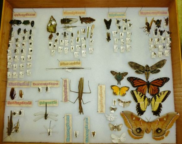 My insect collection from Grad School. PC: Nancy Miorelli
