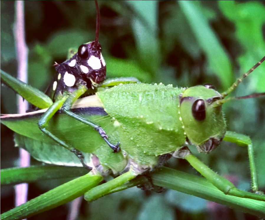 Insects Sex 61